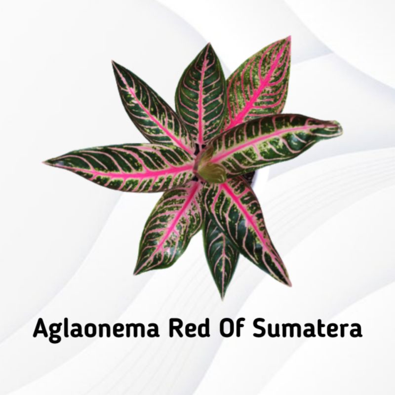 Aglaonema Pride Of Sumatra