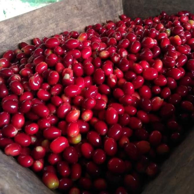 

[[BISA COD]] Teh Cascara - Coffee Cherry Tea - 100 Gram TERLENGKAP Kode 994