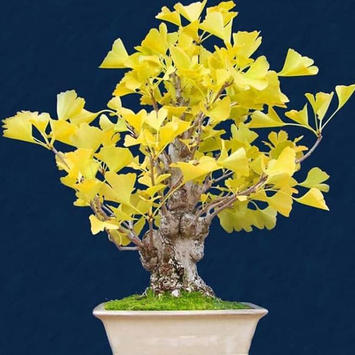 New Produk Biji Benih Tanaman Pohon Bonsai Ginkgo Biloba Herbal Diskon Termurah
