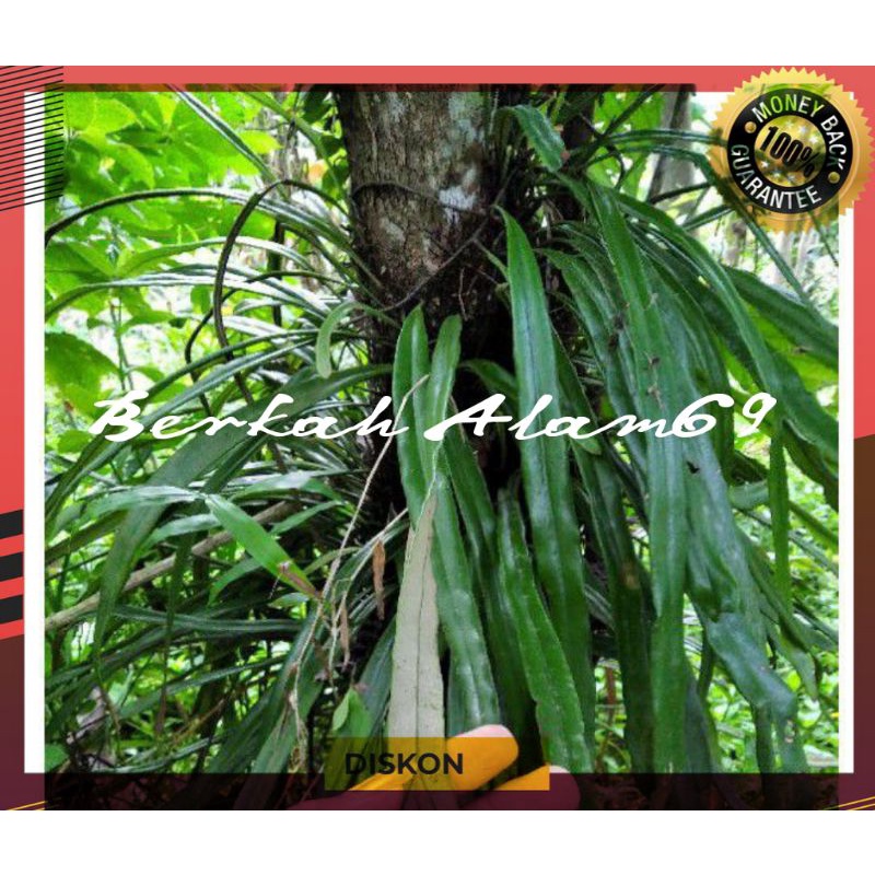 Kadaka Rumpai Asli Hutan