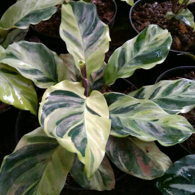 Calathea Louisae Thai Beauty Kalatea Tisu Golden Meranti Golden Bibit Taneman Indoor Shopee Indonesia