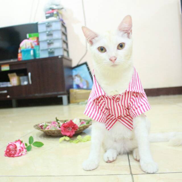 Kemeja pink blaster lucu untuk kucing dan anjing size S M L XL (choose one)