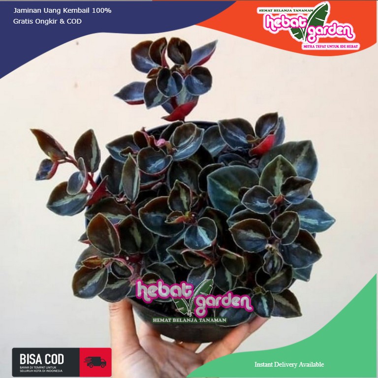 Peperomia black metalica - Peperomia metalic