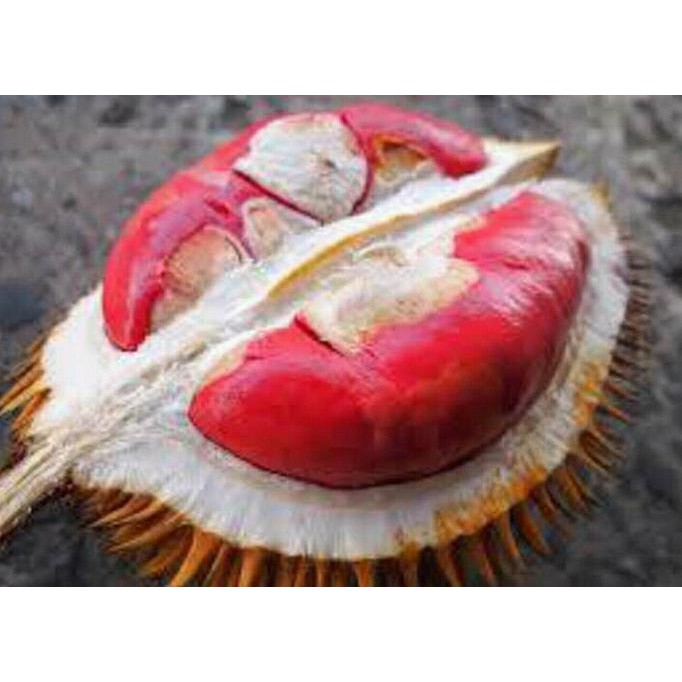 Super Tanaman Buah Durian Montong Merah Kaki 3 Super R01