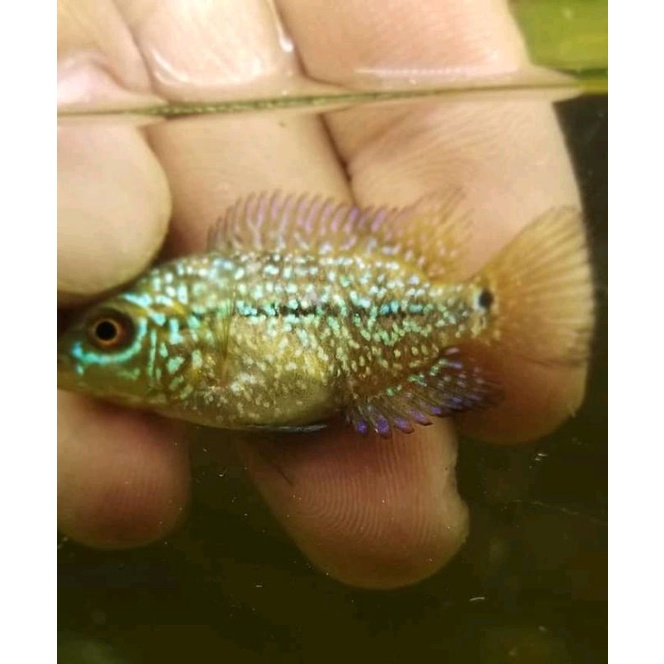 Ikan Louhan/burayak King Kamfa Import ori Thai size 3-5 cm (PROMO BELI 5 GRATIS 1)