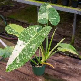 Philodendron Jose Buono Variegata / Philo Josebuono Varigata