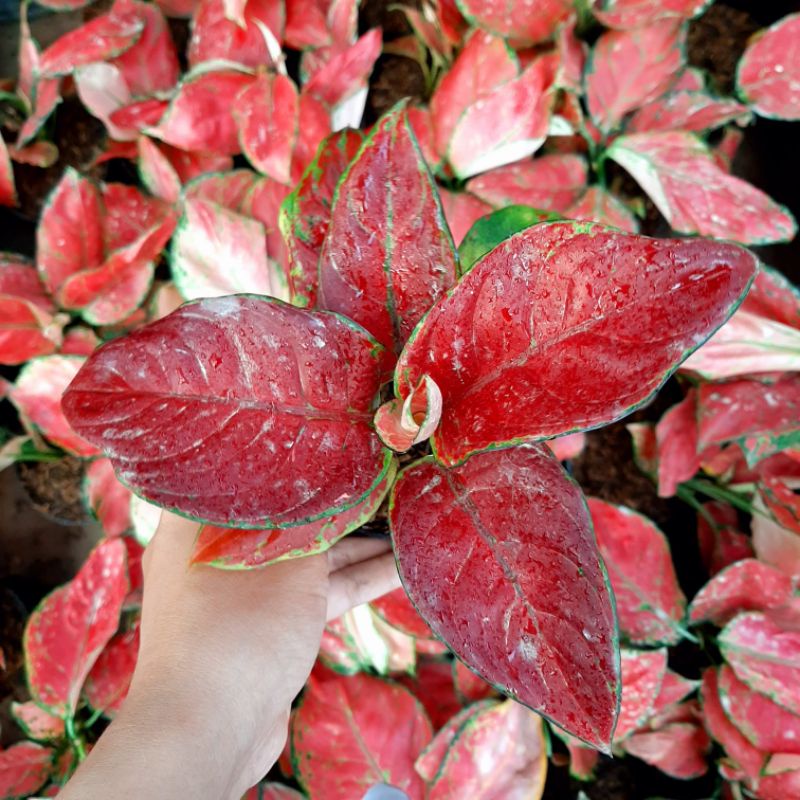 TANAMAN HIAS AGLONEMA BLACK MAROON AGLAONEMA BLACK MAROON