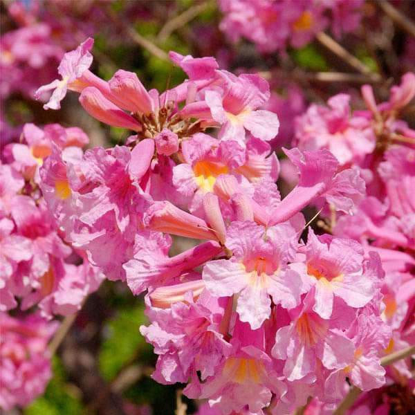 Benih Bibit Biji - Pohon Bunga Tabebuya Merah Muda Tabebuia rosea Pink Sakura Indonesia Siap Tanam