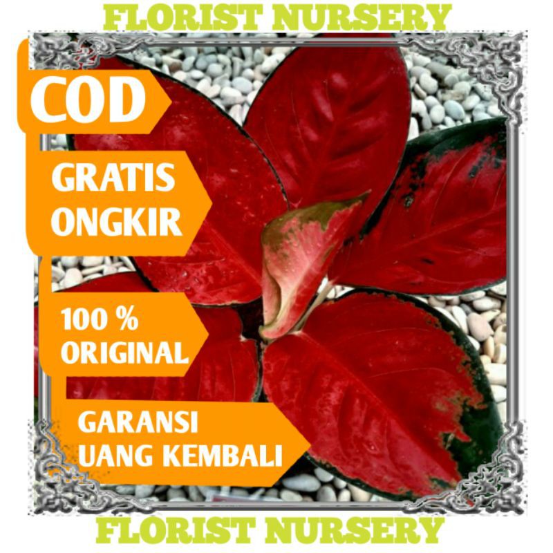 [COD] AGLONEMA SUKSOM 4-5 DAUN AGLONEMA MERQH AGLAONEMA IMPORT MURAH BERKUALITAS TANIAN LOKAL