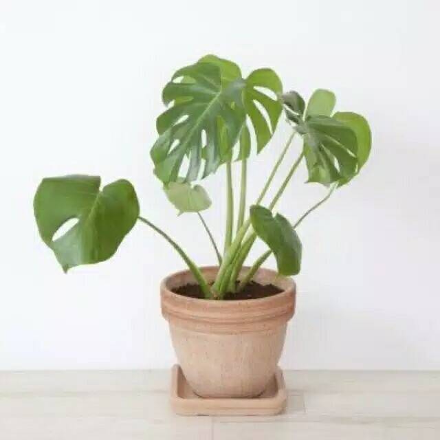 Tanaman Philodendron Monstera Deliciosa