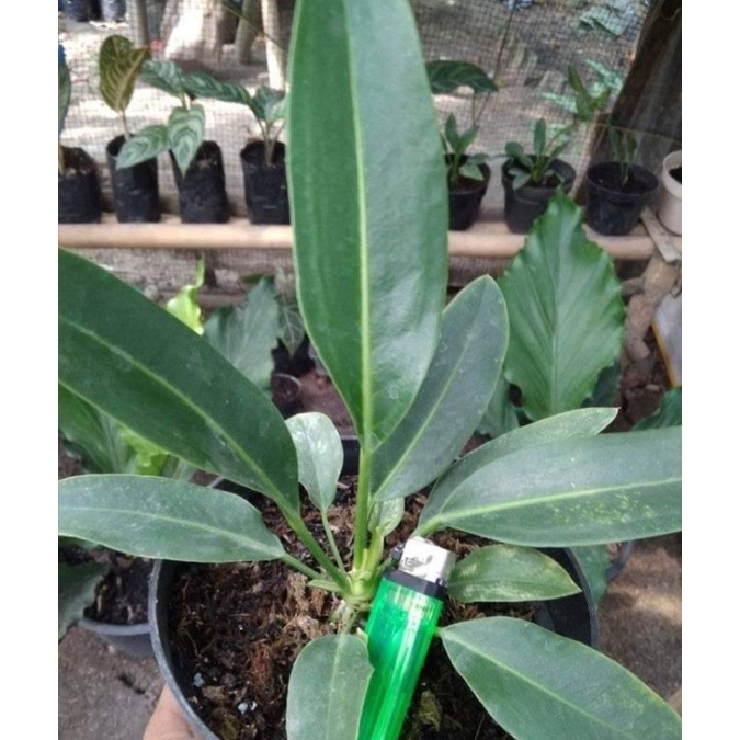 bibitan anthurium golok