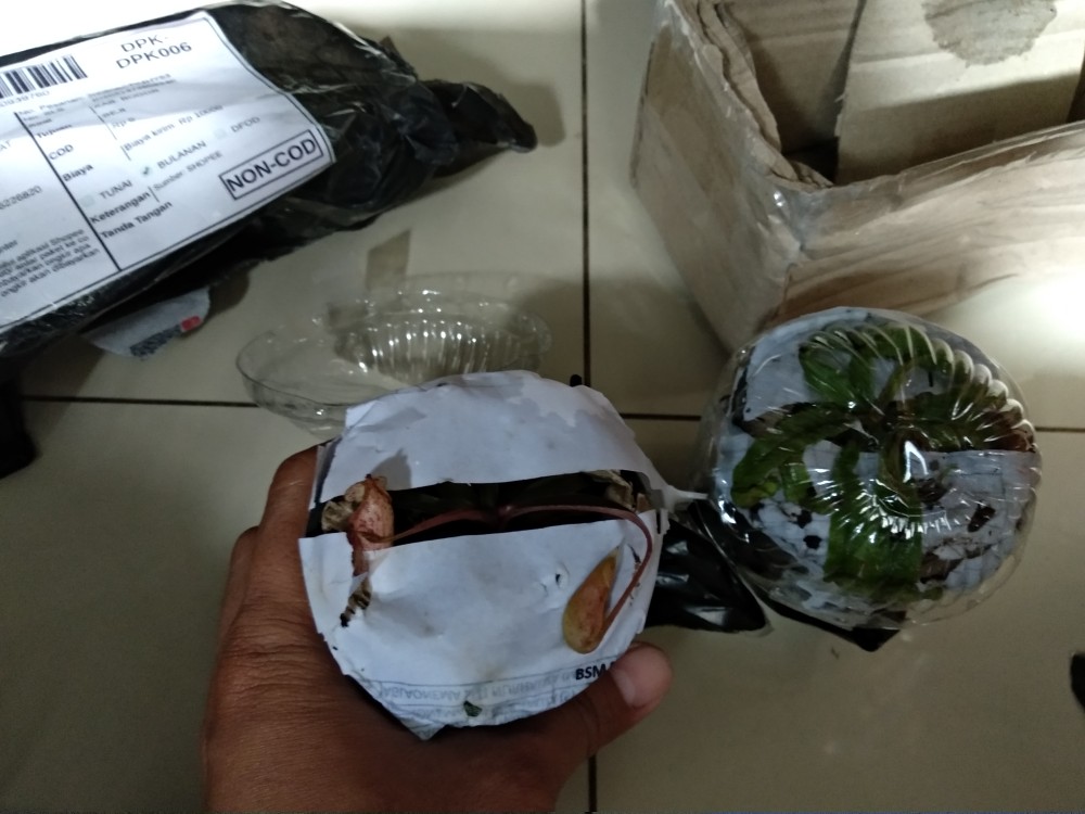 Tanaman Hias Nephentes Raflessiana (s) Hasil Kultur Jaringan