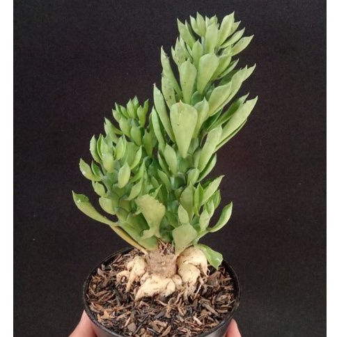 KAKTUS SEKULEN monadenium caudex