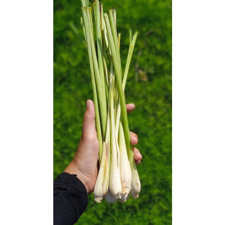 

SEREH SERAI SERE SEGAR TERMURAH