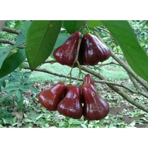 Bibit Jambu Air King Rose