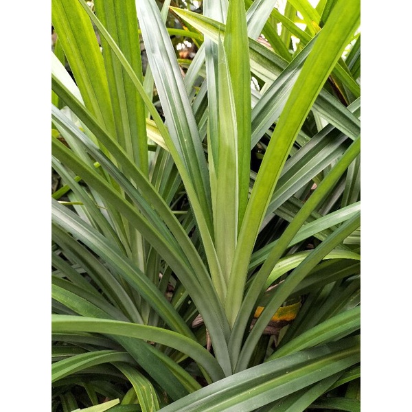 

DAUN PANDAN SEGAR (1 pokok)