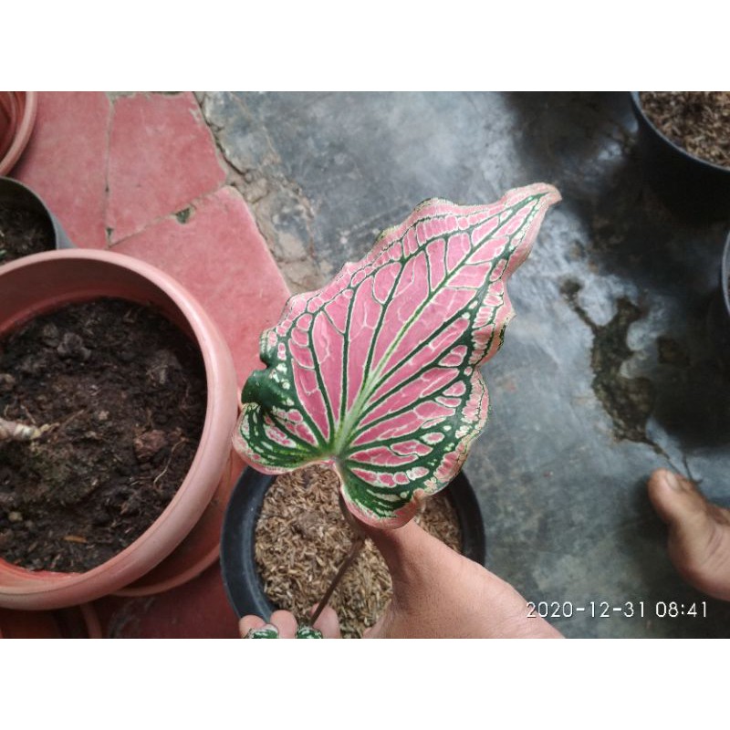 tanaman hias_keladi wayang/keladi wayang pink