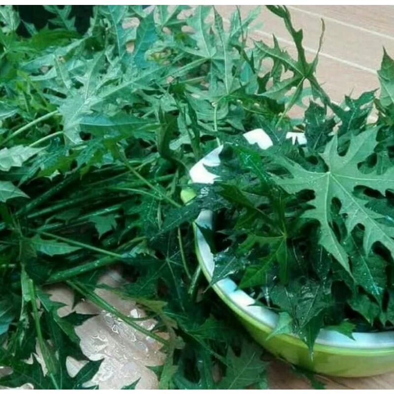 

Daun pepaya jepang segar per helai (tidak pait)