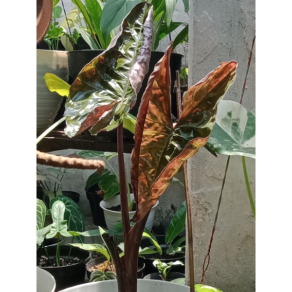 Tanaman Hias Alocasia YUCATAN PRINCESS Elephant Ear  Varigata Kuning bonggol gede