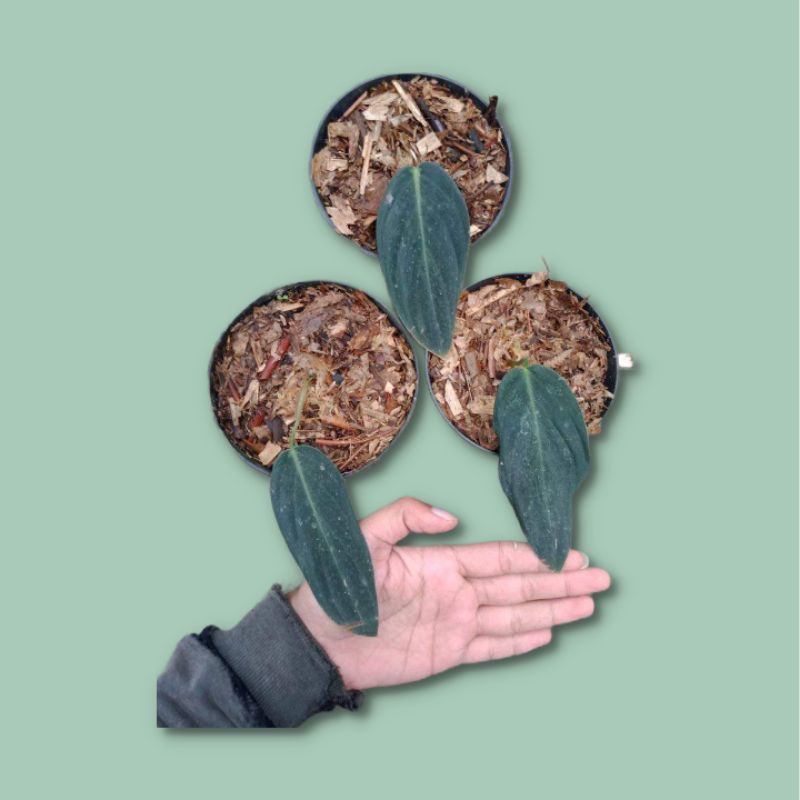 Philodendron Gigas - philo gigas - ekonomis