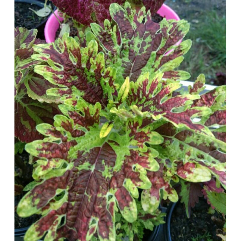 miana#lokal#premium#super#sultan