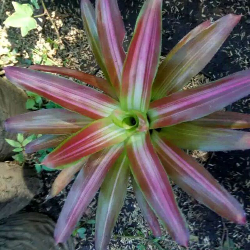 Bromelia tricolor