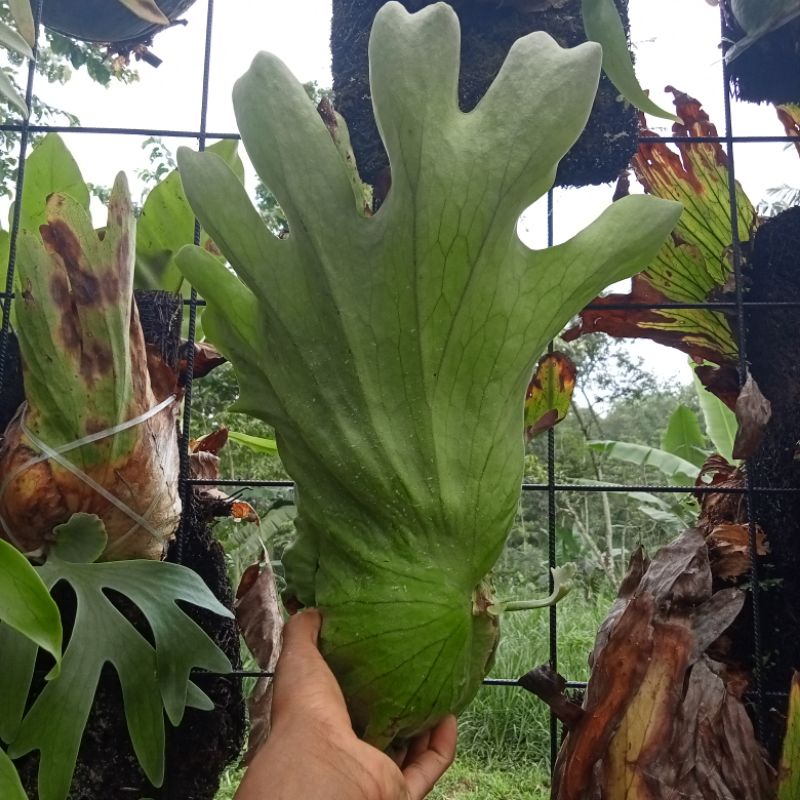 platycerium coronarium sp kalimantan