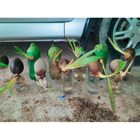 BISA COD Bahan bonsai kelapa minion gading oren - bonsai kelapa gading oren, gading kuning, genjah h