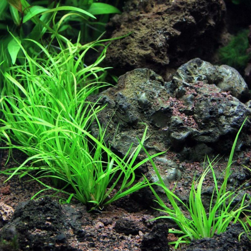 Juncus repens ( Tanaman Aquascape Tanpa Co2 )