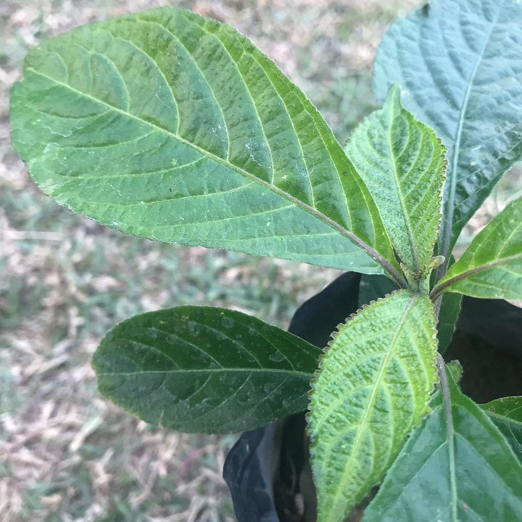

Daun Kecibeling/picah beling/keci beling/enyoh kelo 250 gram