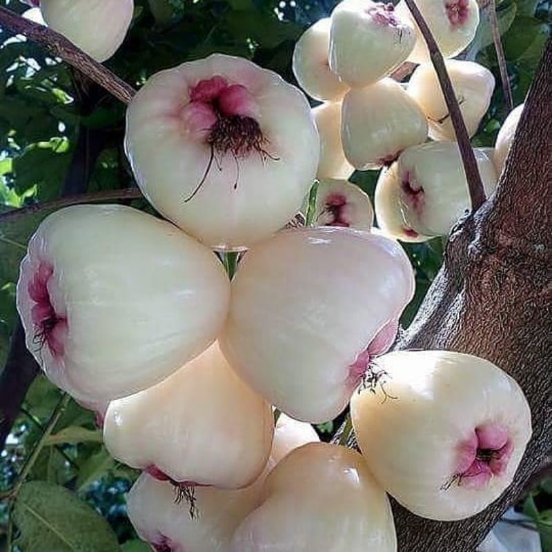 bibit jambu air madura siap berbuah