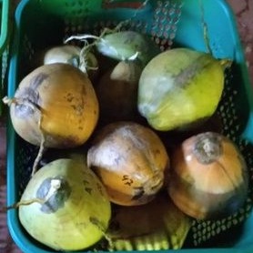 

kelapa kopyor genjah