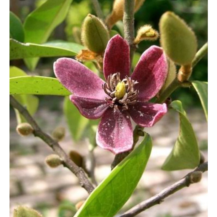 bibit tanaman cempaka mulya ungu