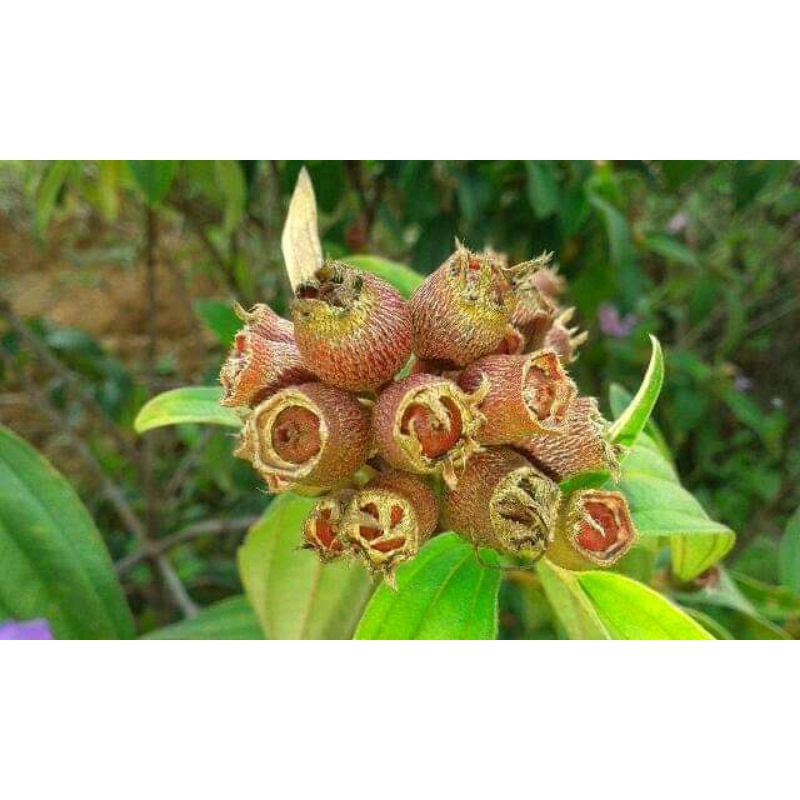 

harenong senggani di petik lansung segar 200gram
