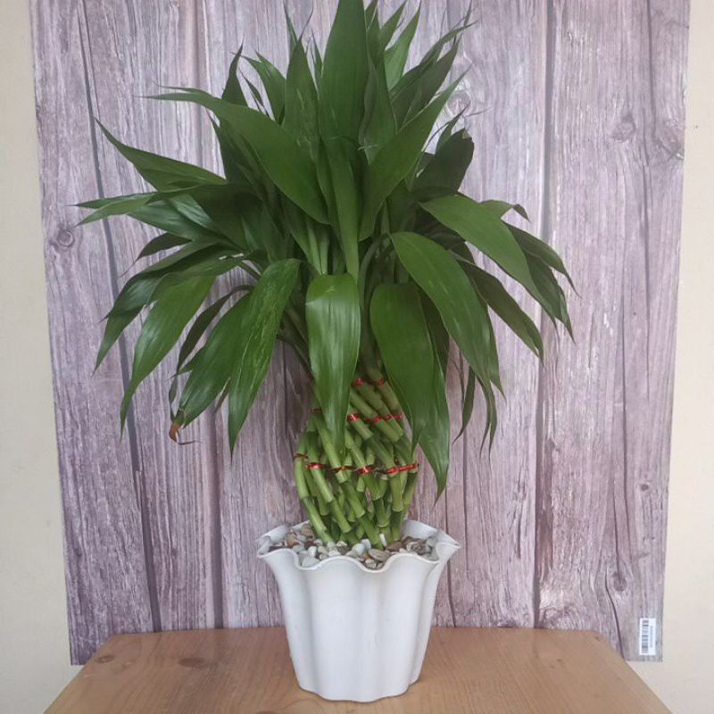 Bambu Hoki guci mini - pajangan meja makan- pajangan meja tamu