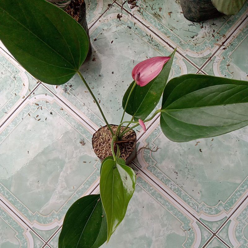 tanaman hias anthorium ladyjane