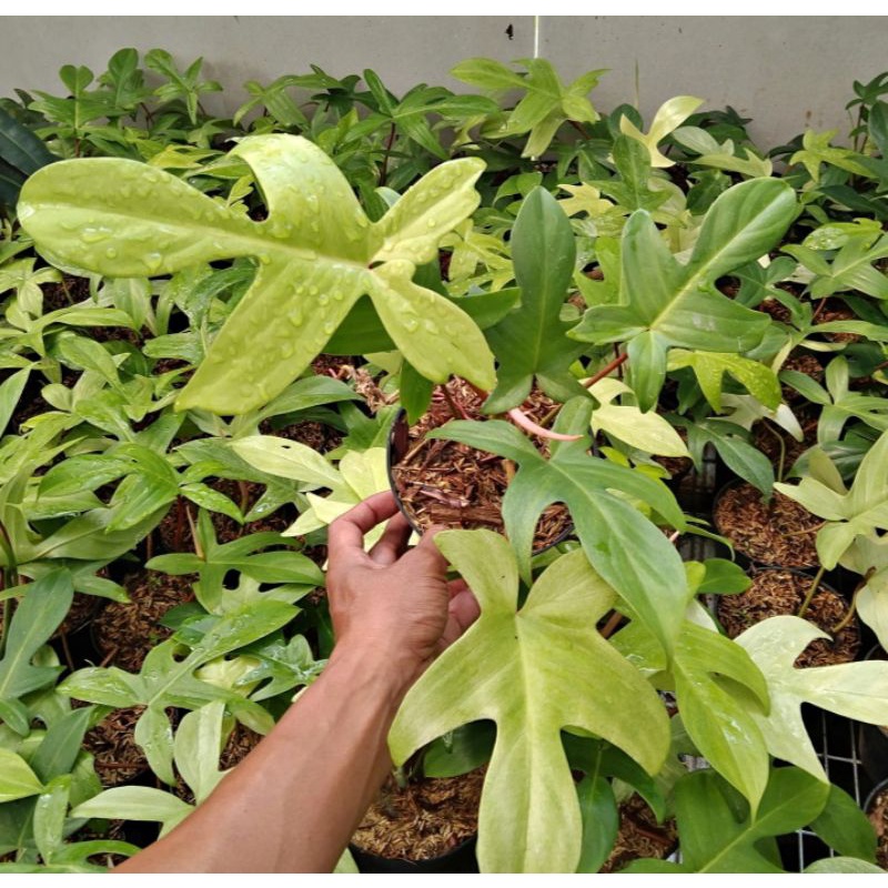 Tanaman Hias Florida Ghost Mint / philo Florida Ghost