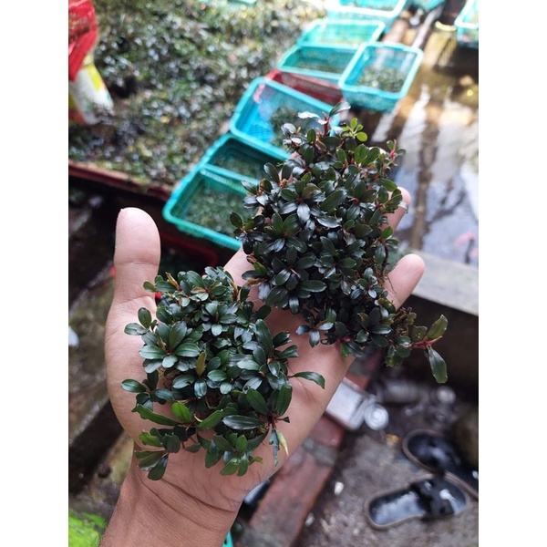 

bucep phalandraa mix 10rizoms