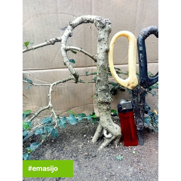 bonsai hokiantea import prospek