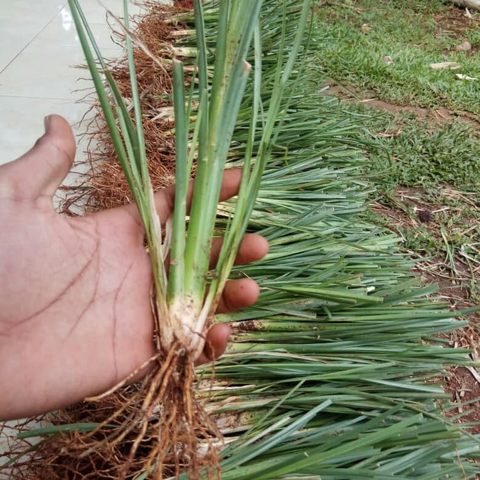 Rumput Vetiver Bibit Akar Wangi Pencegah Erosi