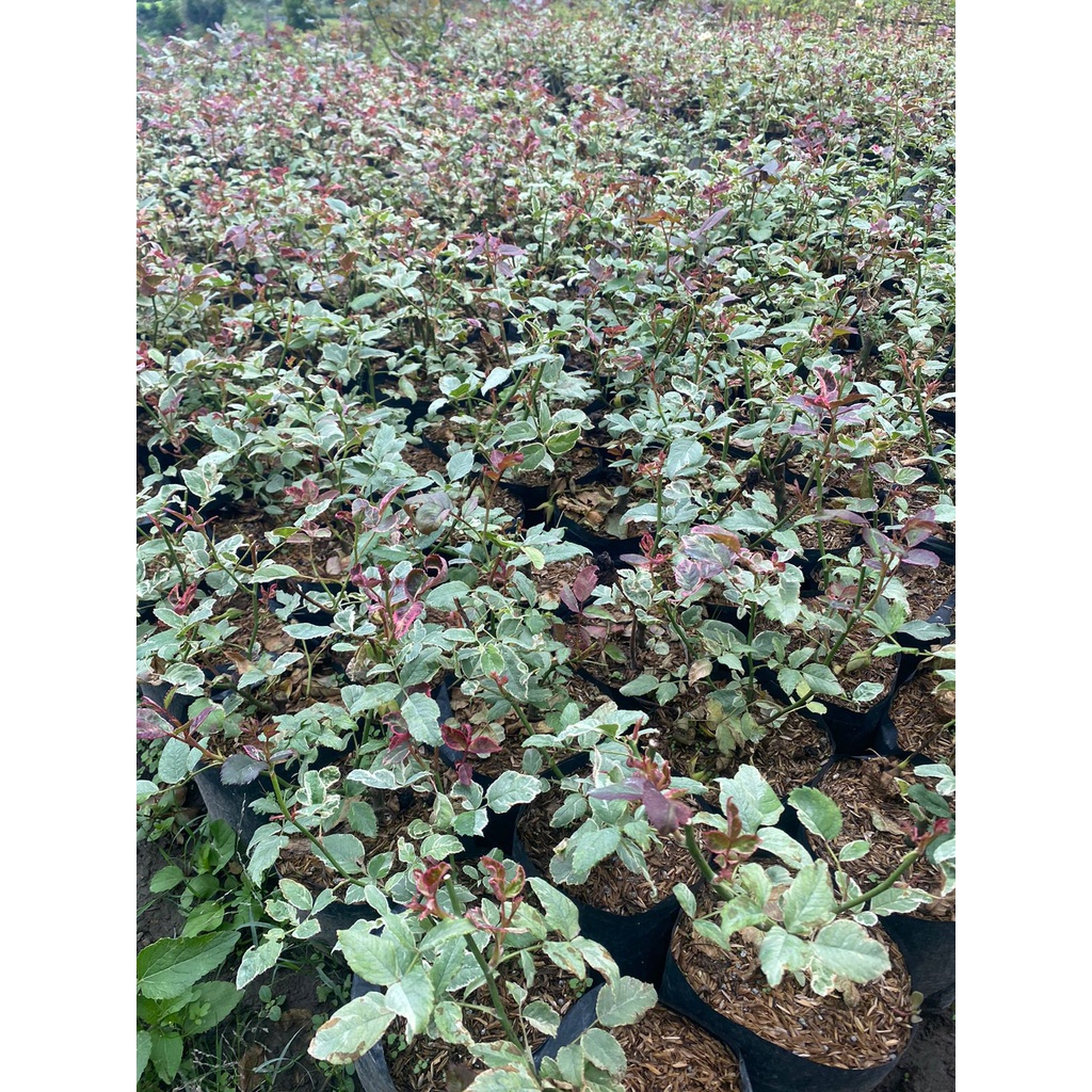 Bibit Tanaman Mawar Variegata Langka