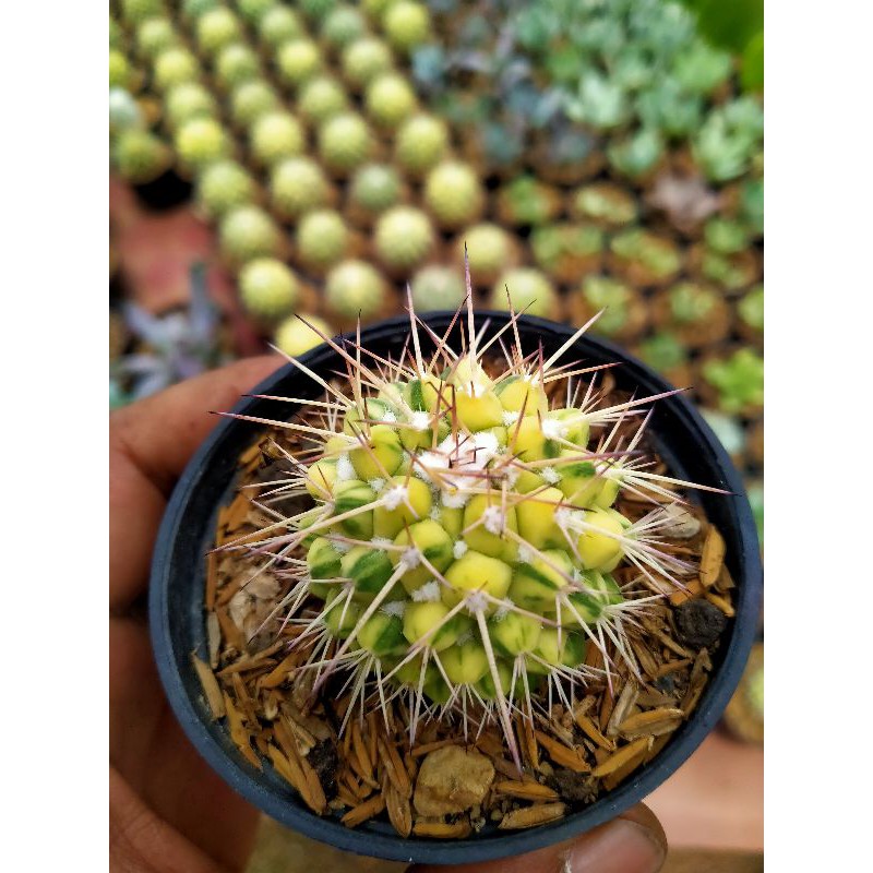 sekulen kaktus ownroot durian varigata