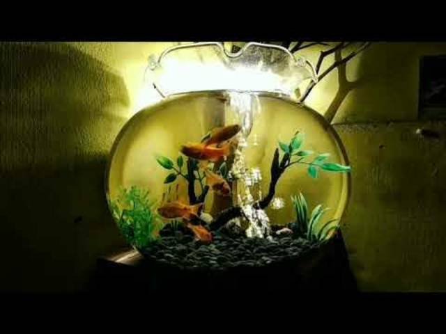 41 Aquarium Koki Bulat HD Terbaru