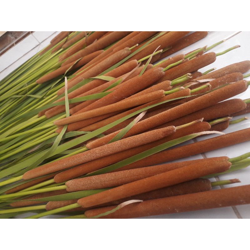 cattail typha bulrush rumput ekor kucing basah per lusin