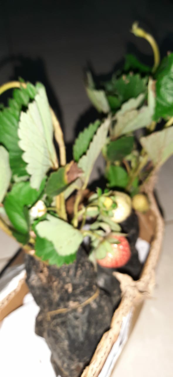 Tanaman Buah Strawberry Jumbo California Cod