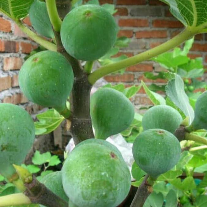 Produk Ready Pohon Tin/Ara Hijau Sudah Berbuah
