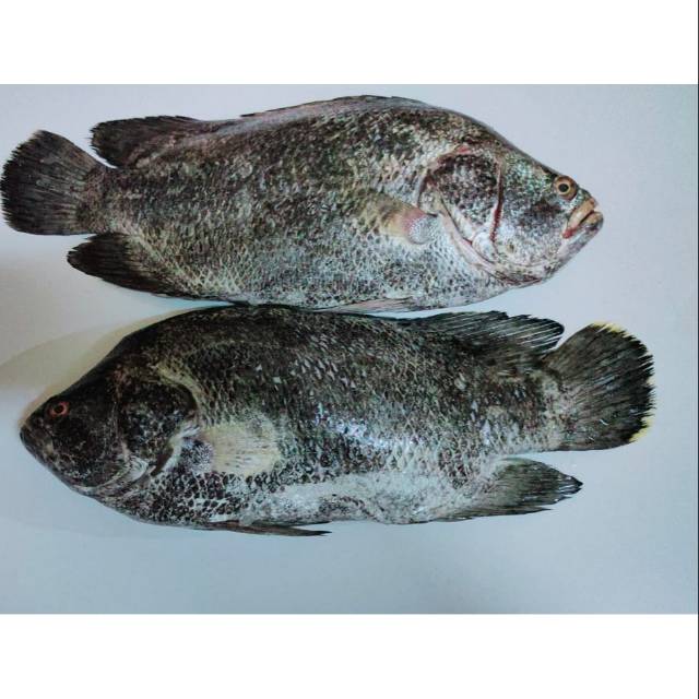 

IKAN KAKAP HITAM Super /SEGaR