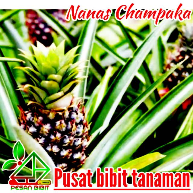 Bibit nanas champaka NANAS SUPER nanas paling manis NANAS PALING LARIS pesan bibit