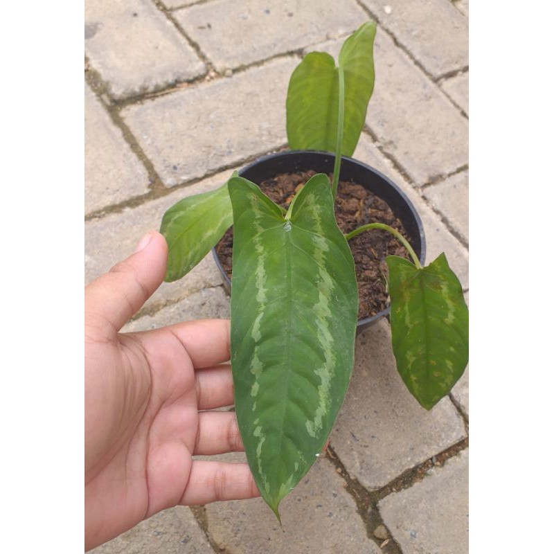 Tanaman Hias Hamalomena