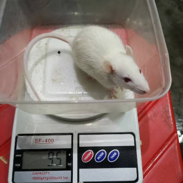 SenzExopet - Rat - Rat Medium - Mencit - Tikus Putih